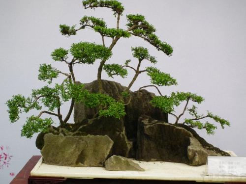 中国盆景五大流派艺术-川派盆景图4