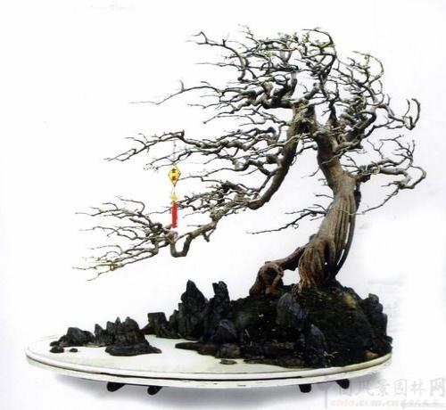 岭南派盆景图片欣赏2
