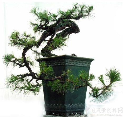岭南派盆景图片欣赏3