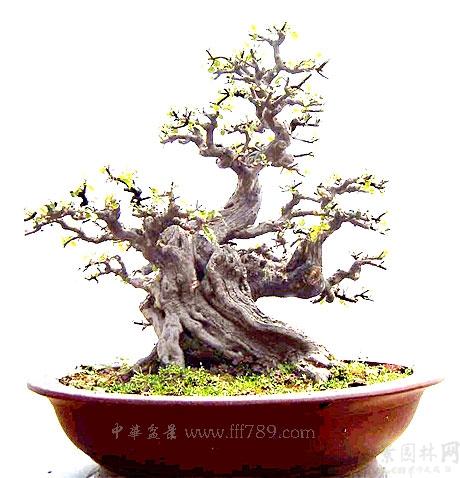 岭南派盆景图片欣赏
