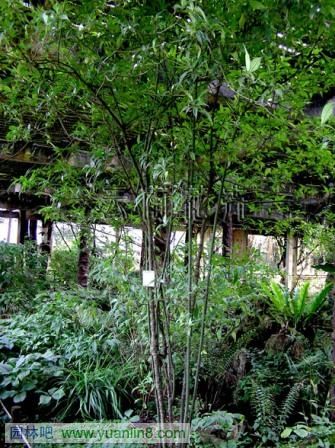 叶上花图片1