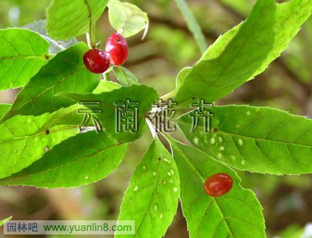 叶上花图片3