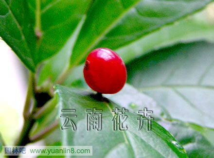 叶上花图片4