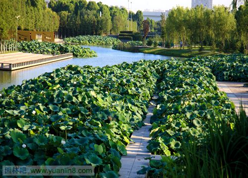 再造城市滨水景观：宁波鄞州中心区河道改造