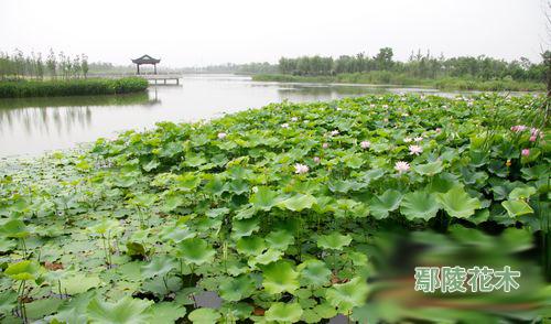 山水城中园 园中城--苏州迎来生态大考