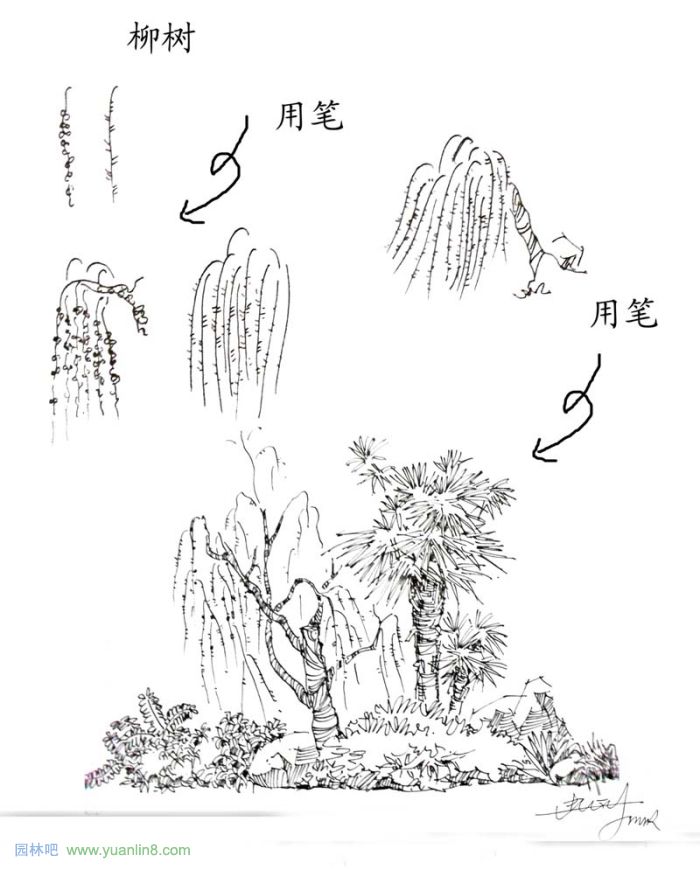 植物景观手绘入门技巧