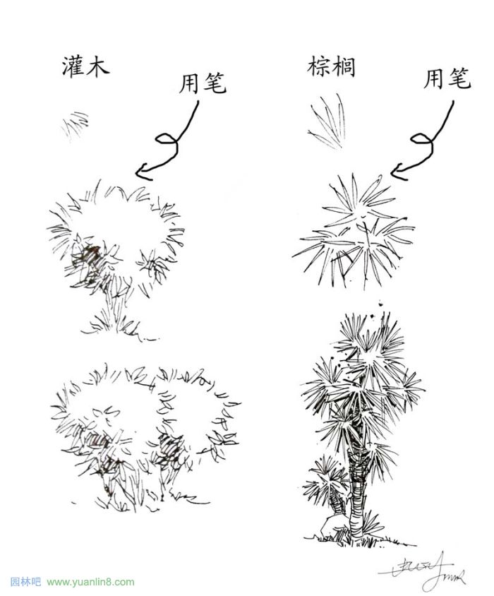 植物景观手绘入门技巧