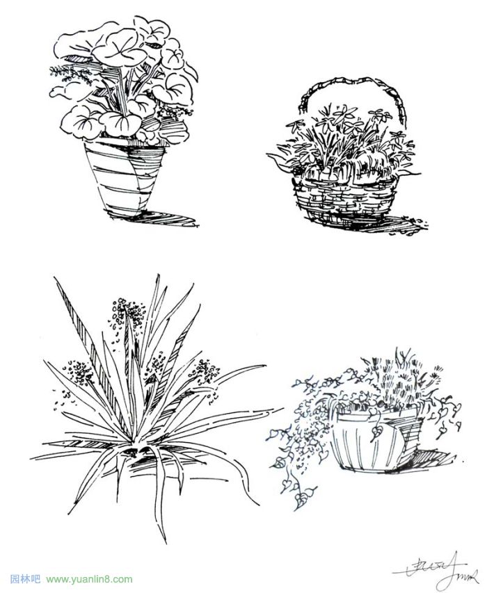 植物景观手绘入门技巧