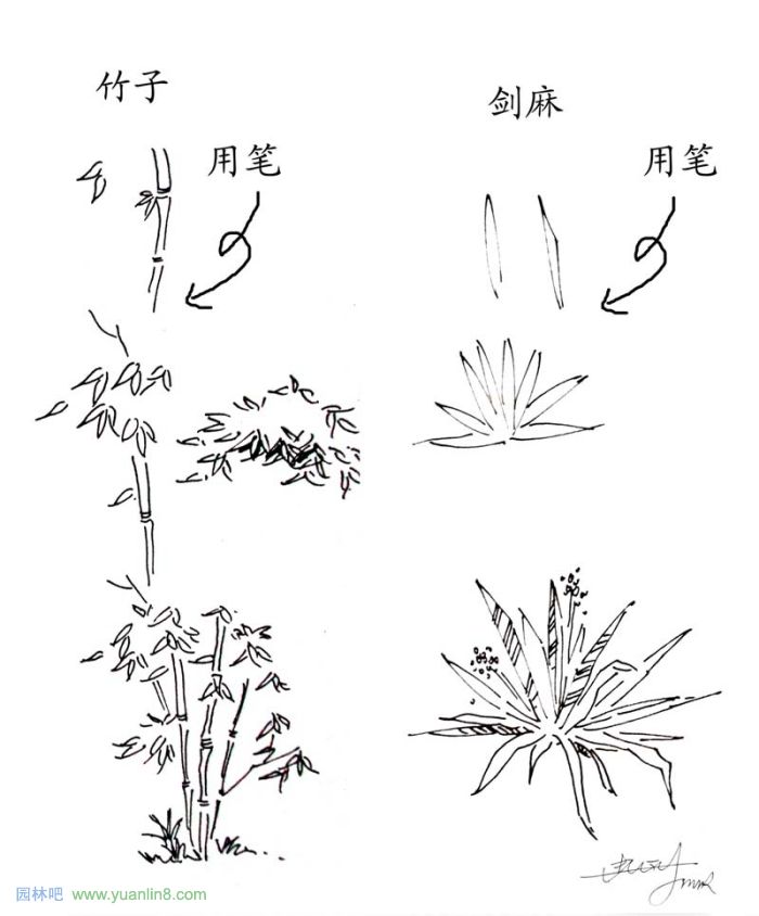 植物景观手绘入门技巧