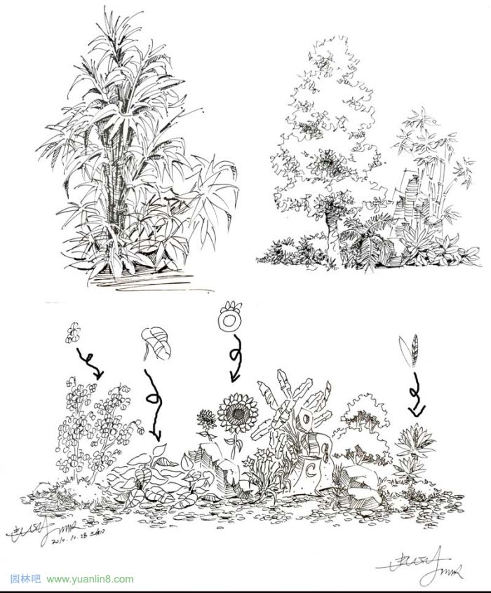 植物景观手绘入门技巧