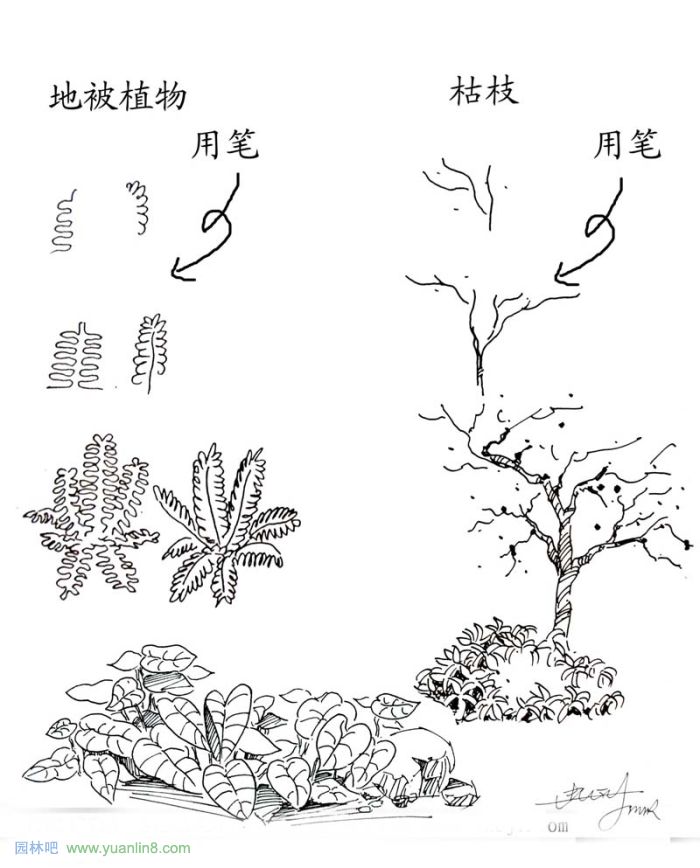 植物景观手绘入门技巧