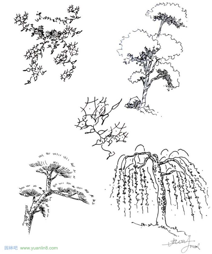 植物景观手绘入门技巧