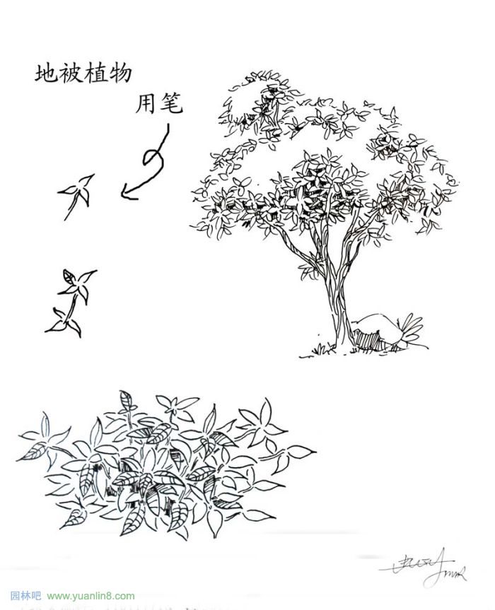 植物景观手绘入门技巧