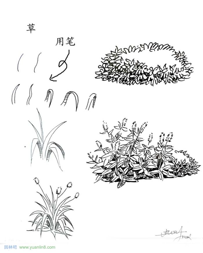 植物景观手绘入门技巧