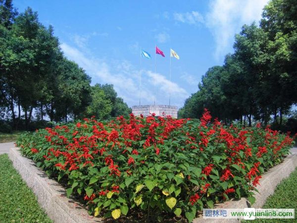 园林苗木行业也念“思、悟、行”三字经，苗木行情分析，企业介绍，苗木市场，前景预测与展望。图为中国内地某苗木基地。