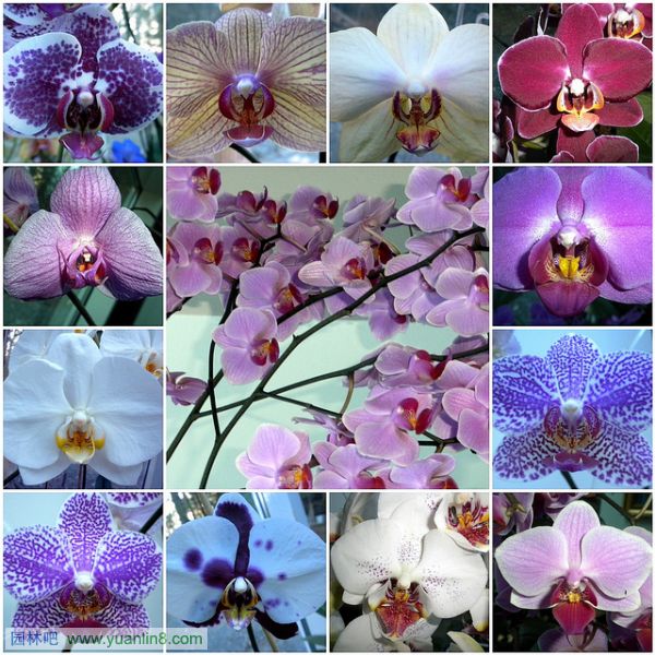 世界上10种最美丽的花