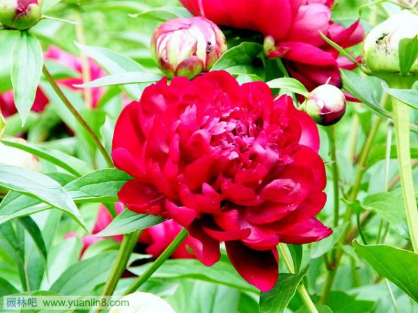 世界上10种最美丽的花