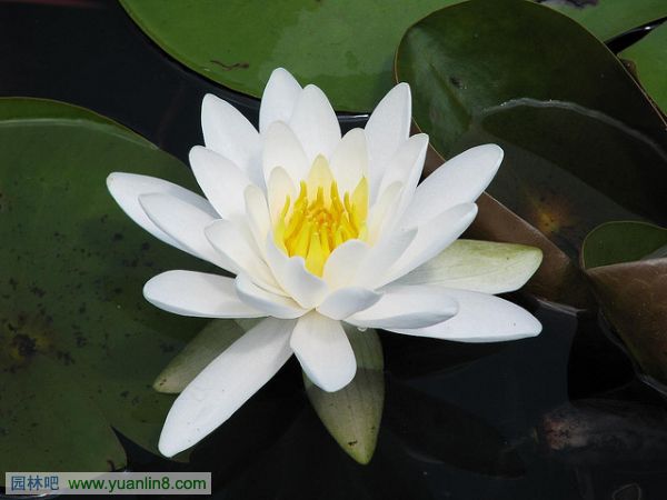 世界上10种最美丽的花