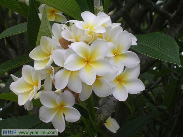世界上10种最美丽的花