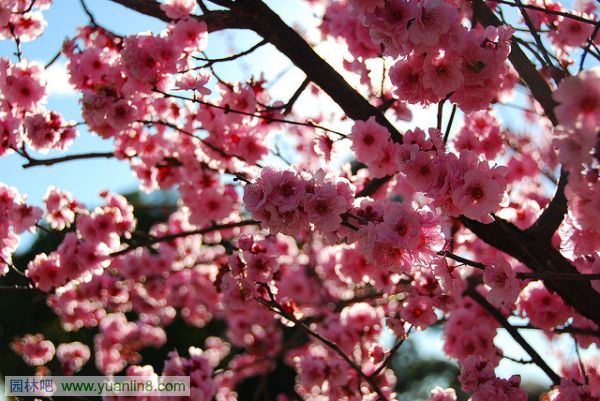 世界上10种最美丽的花