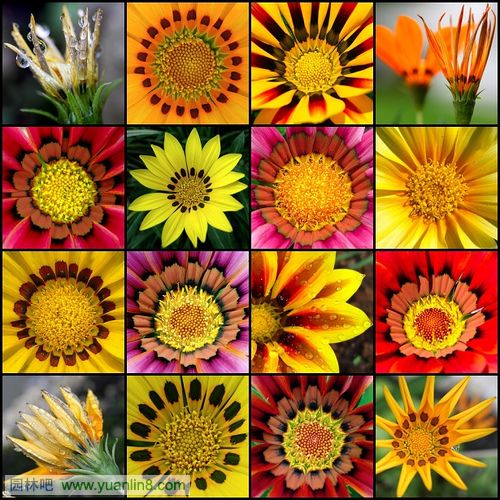 世界上10种最美丽的花