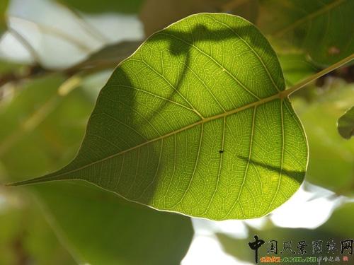 菩提树简介