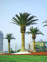 加拿利海枣图