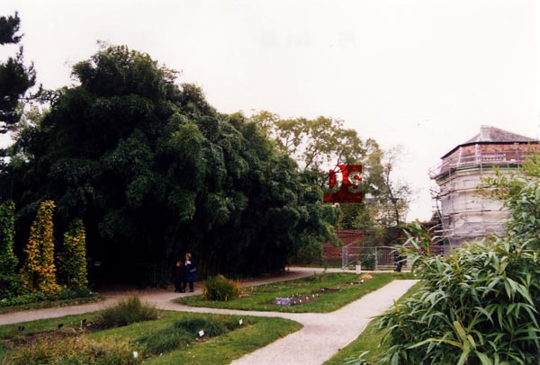 奥地利维也纳植物园竹路设计图文资料(Bamboo Path, Vienna)