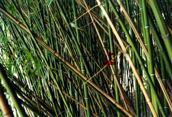 奥地利维也纳植物园竹路设计图文资料(Bamboo Path, Vienna)