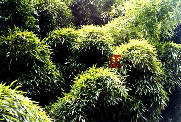 奥地利维也纳植物园竹路设计图文资料(Bamboo Path, Vienna)