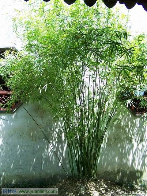 图3：小庭里的植物配置与设计