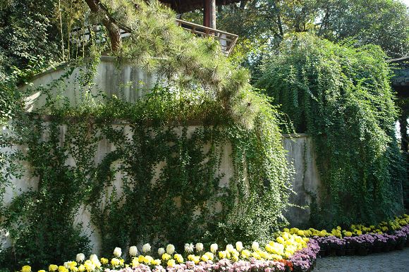 垂直绿化的定义及其植物的分类、选择条件