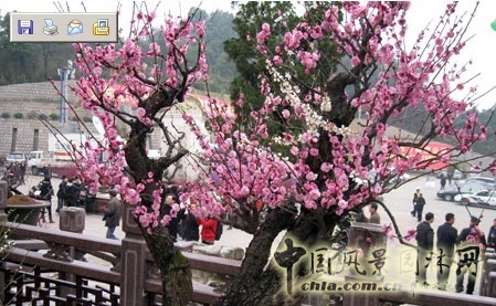 盘点2012年年初各地梅花节