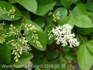 小叶女贞-小叶冬青、小白蜡、小叶水蜡树