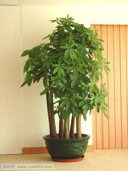 最适合家里养的植物