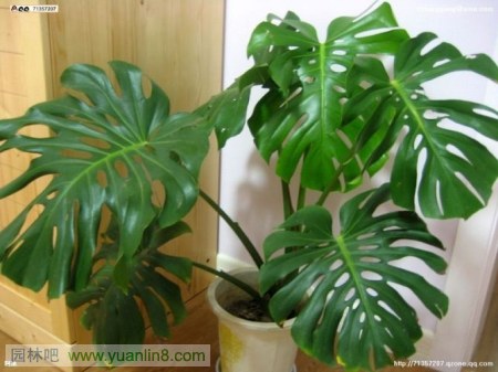 最适合家里养的植物