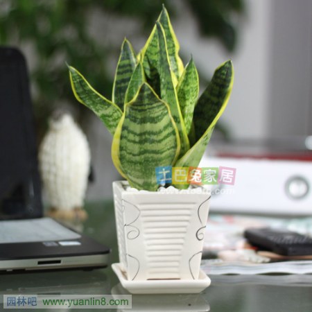 最适合家里养的植物
