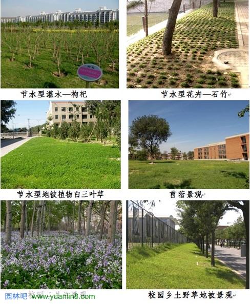 清华大学校园植物配置解析