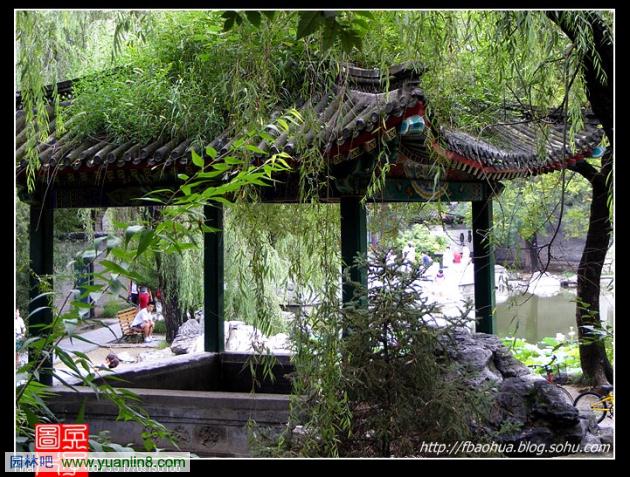 清华大学校园植物配置解析