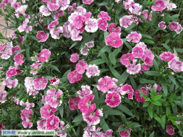 石竹,石竹科/石竹属,Dianthus chinensis L.