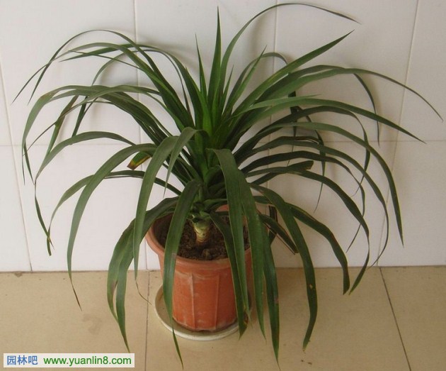 常见室内观叶植物汇总之龙舌兰科