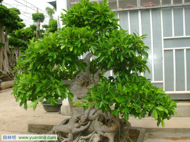 常见室内观叶植物汇总之桑科