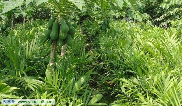 常见室内观叶植物应用之棕榈科