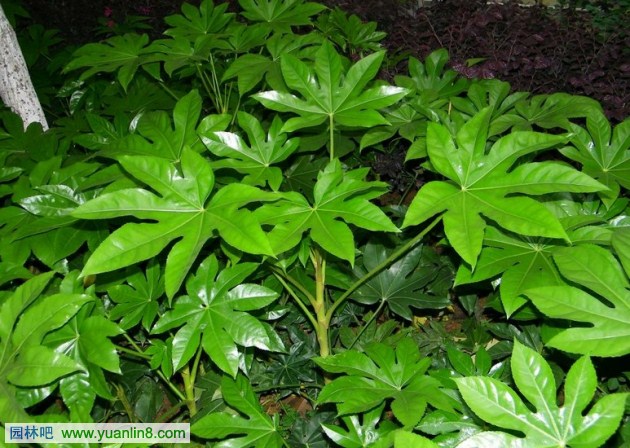 常见室内观叶植物应用之五加科