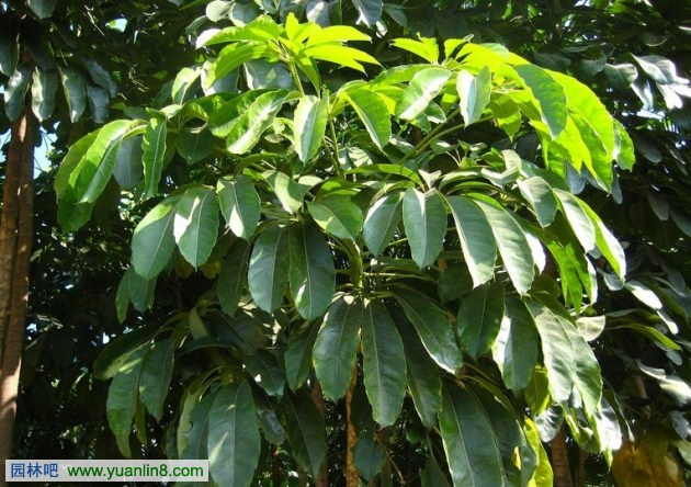 常见室内观叶植物应用之五加科