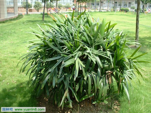 常见室内观叶植物应用之棕榈科