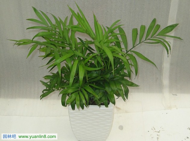 常见室内观叶植物应用之棕榈科