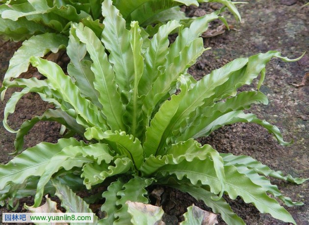 常见室内观叶植物应用之蕨类植物