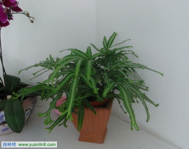 常见室内观叶植物应用之蕨类植物