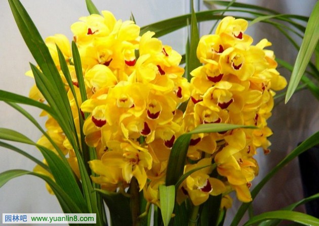 室内观花植物介绍及应用之兰科